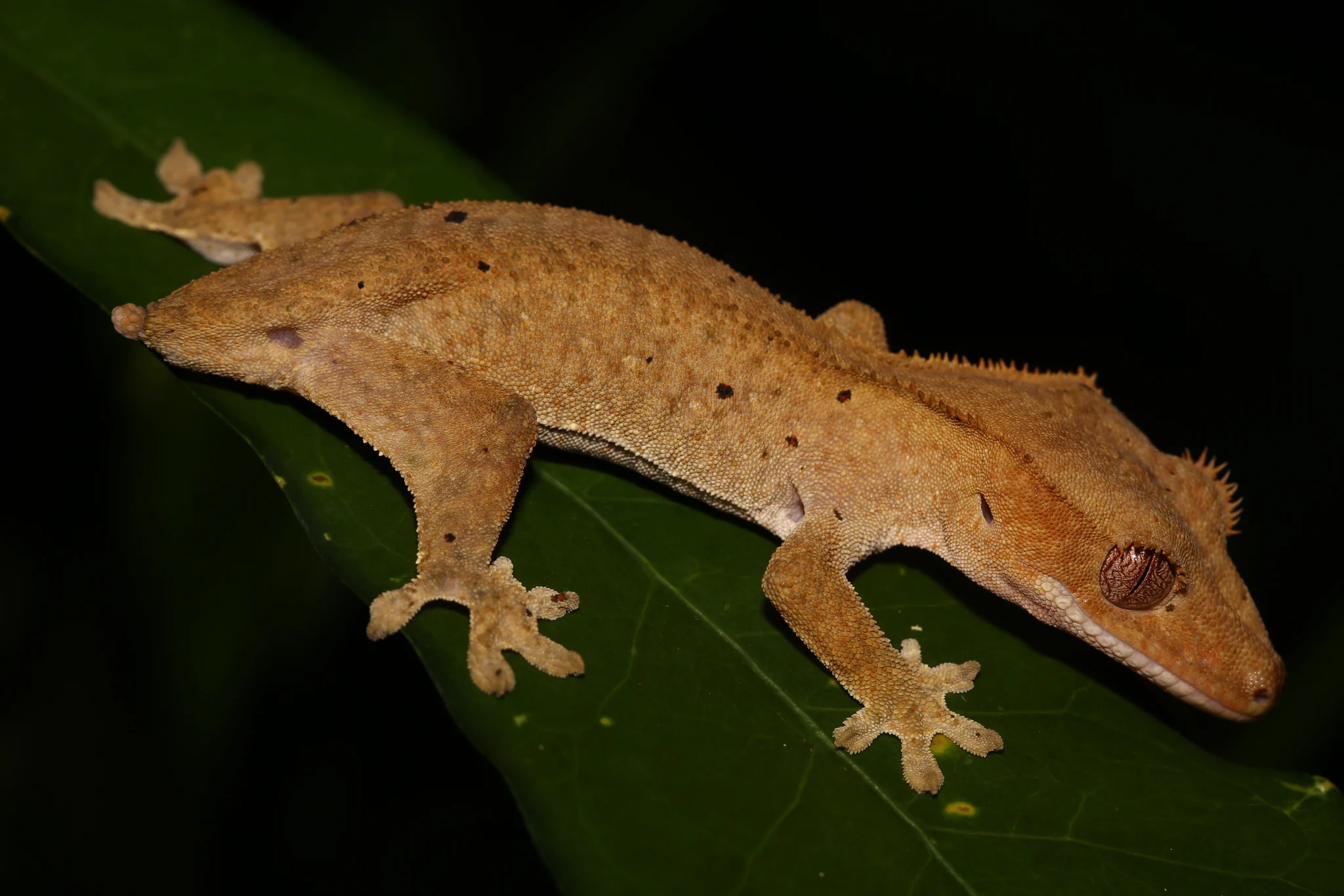 Not All Geckos Climb Walls &mdash; The Evolution and Physics of Toe Adhesion featured image