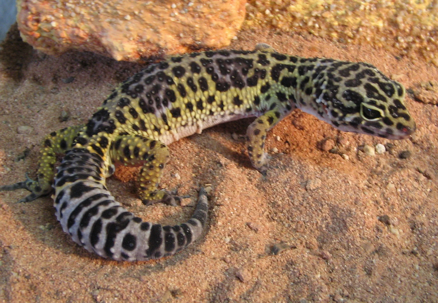 Leopard Gecko: Ecology, Behavior and Natural History featured image