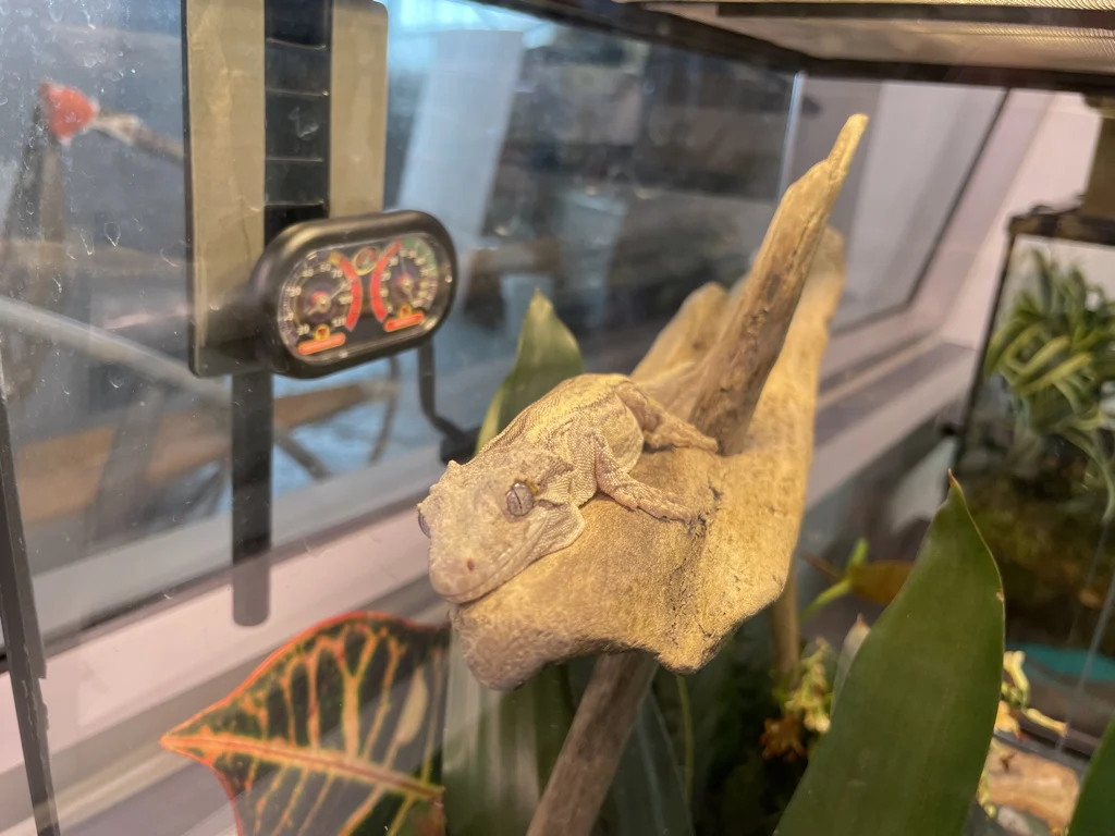 Gargoyle Gecko Wiki: Ecology, Behavior, and Natural History featured image