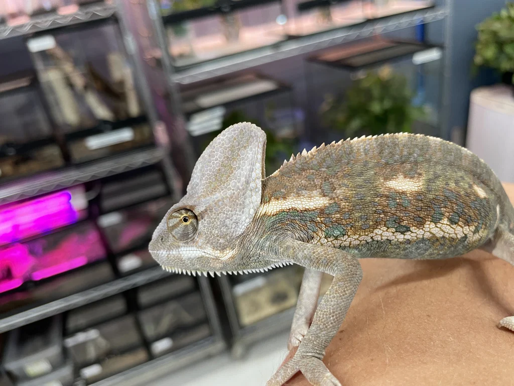 Veiled Chameleon Wiki: Ecology, Behavior, and Natural History featured image