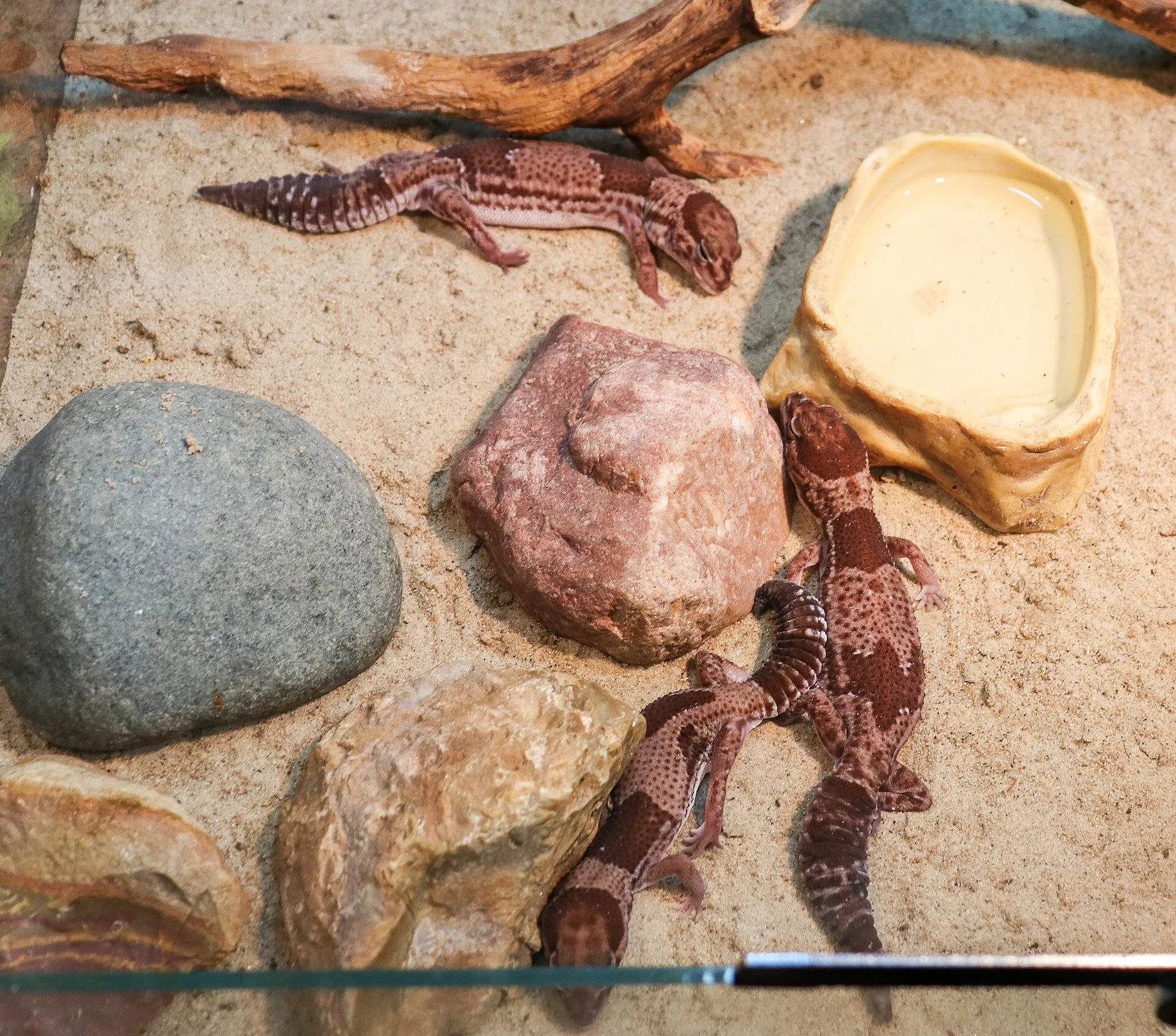 African Fat-tailed Gecko Morph Guide &mdash; 12 Key Morphs, 50 Photographs, and Genetic Identification