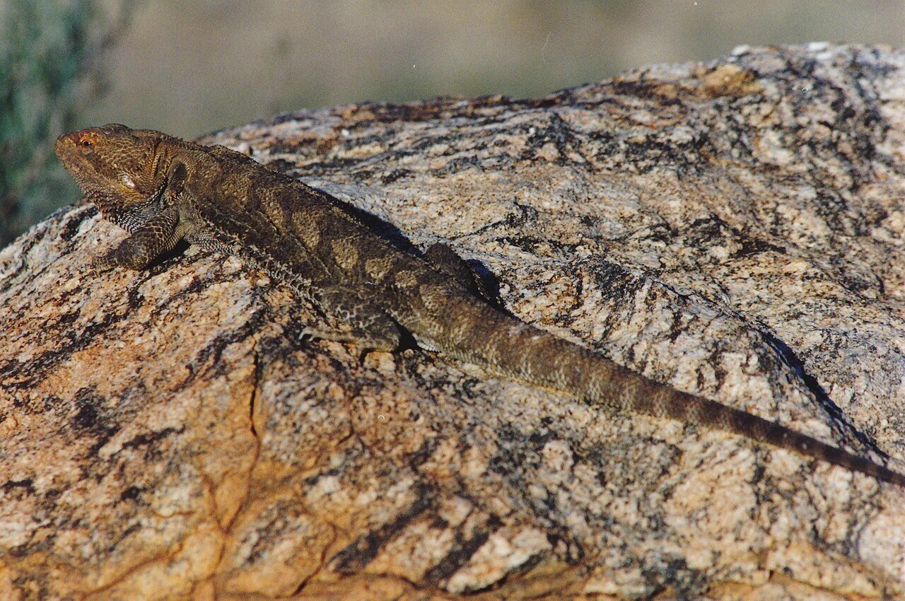 호주 건조 지역의 야외 비어디드래곤 Pogona vitticeps