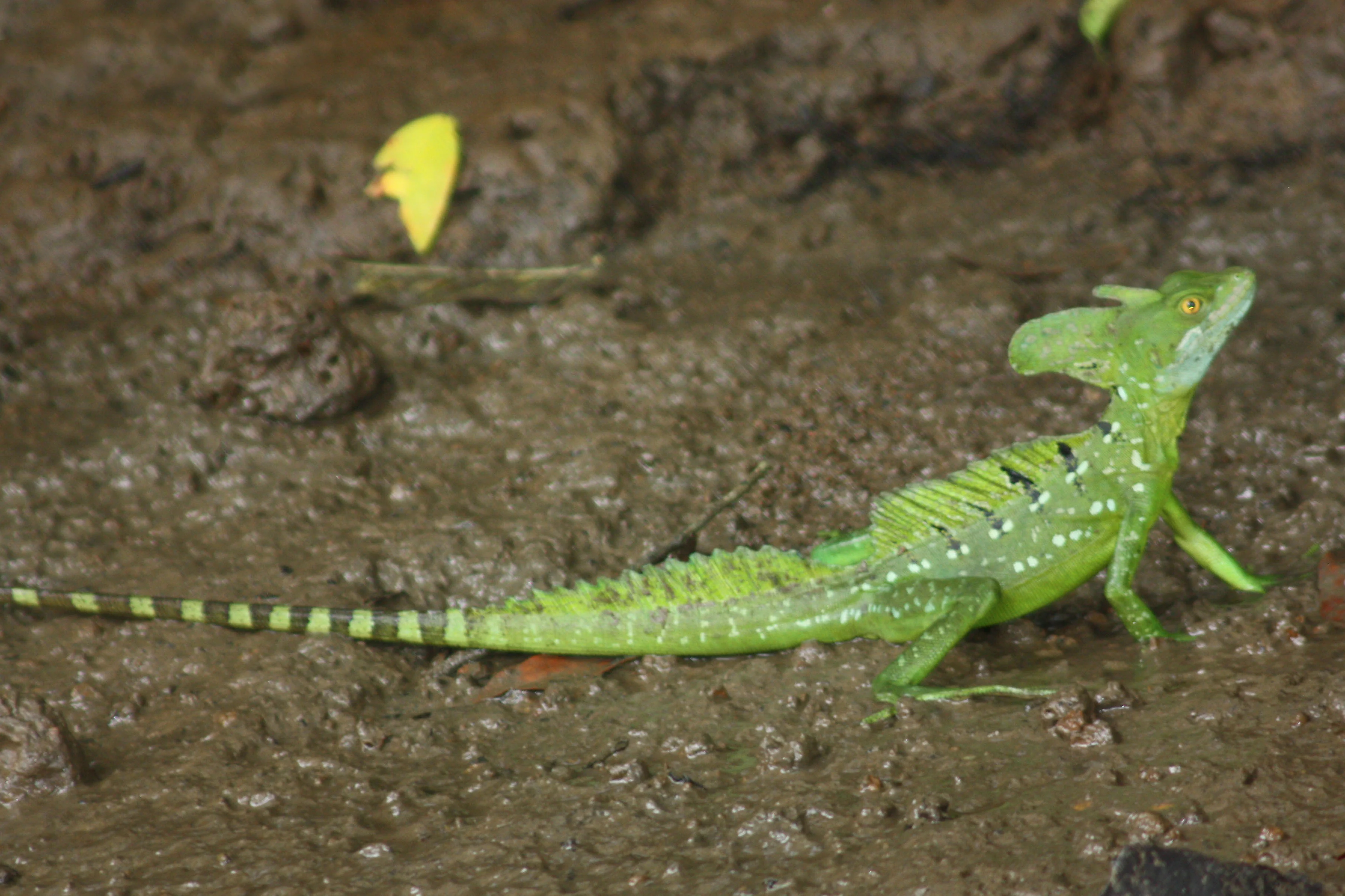 Green Basilisk: The Crowned Lizard That Runs on Water featured image