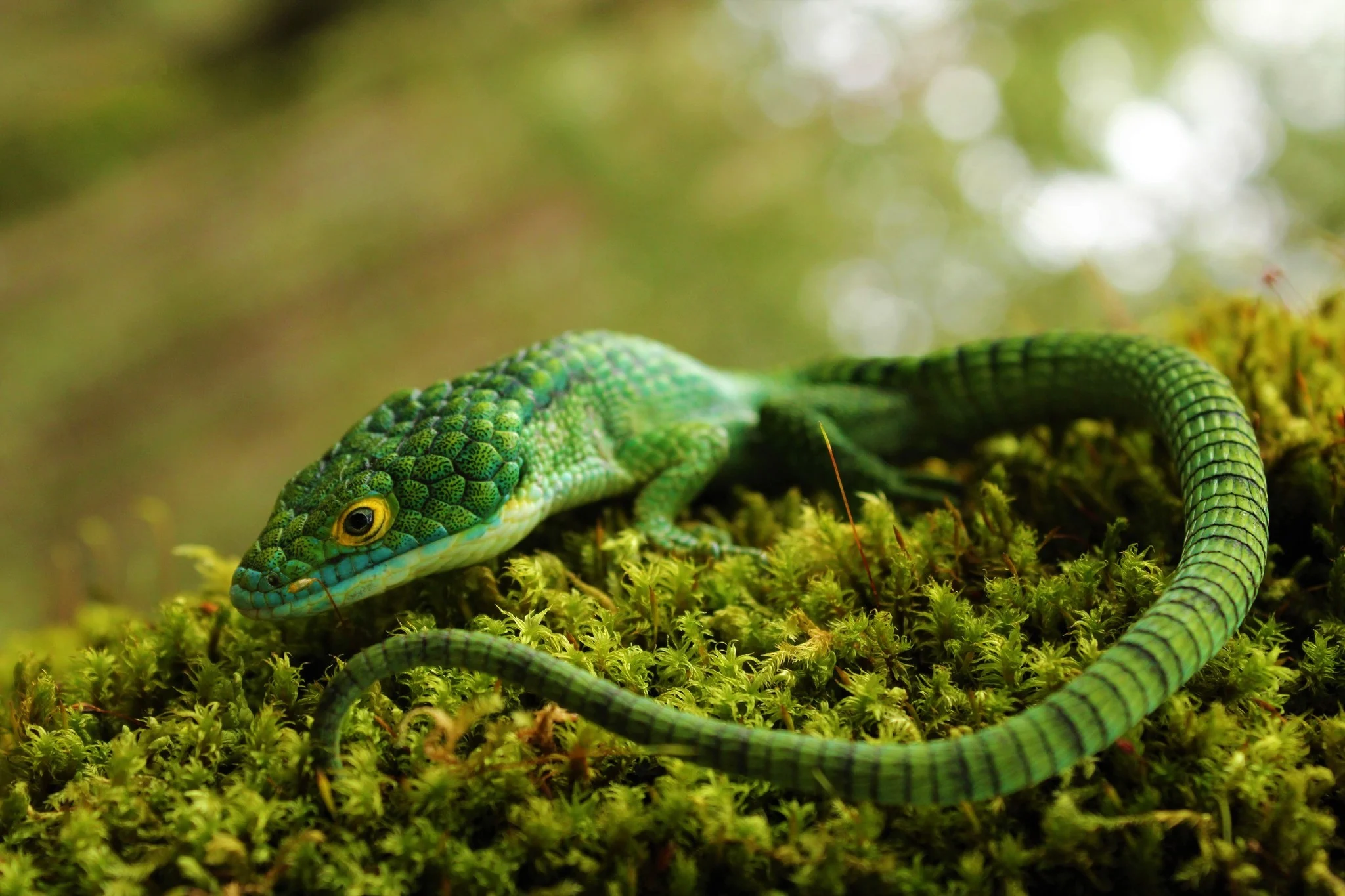 Mexican Alligator Lizard: Green Armor in the Cloud Forest featured image