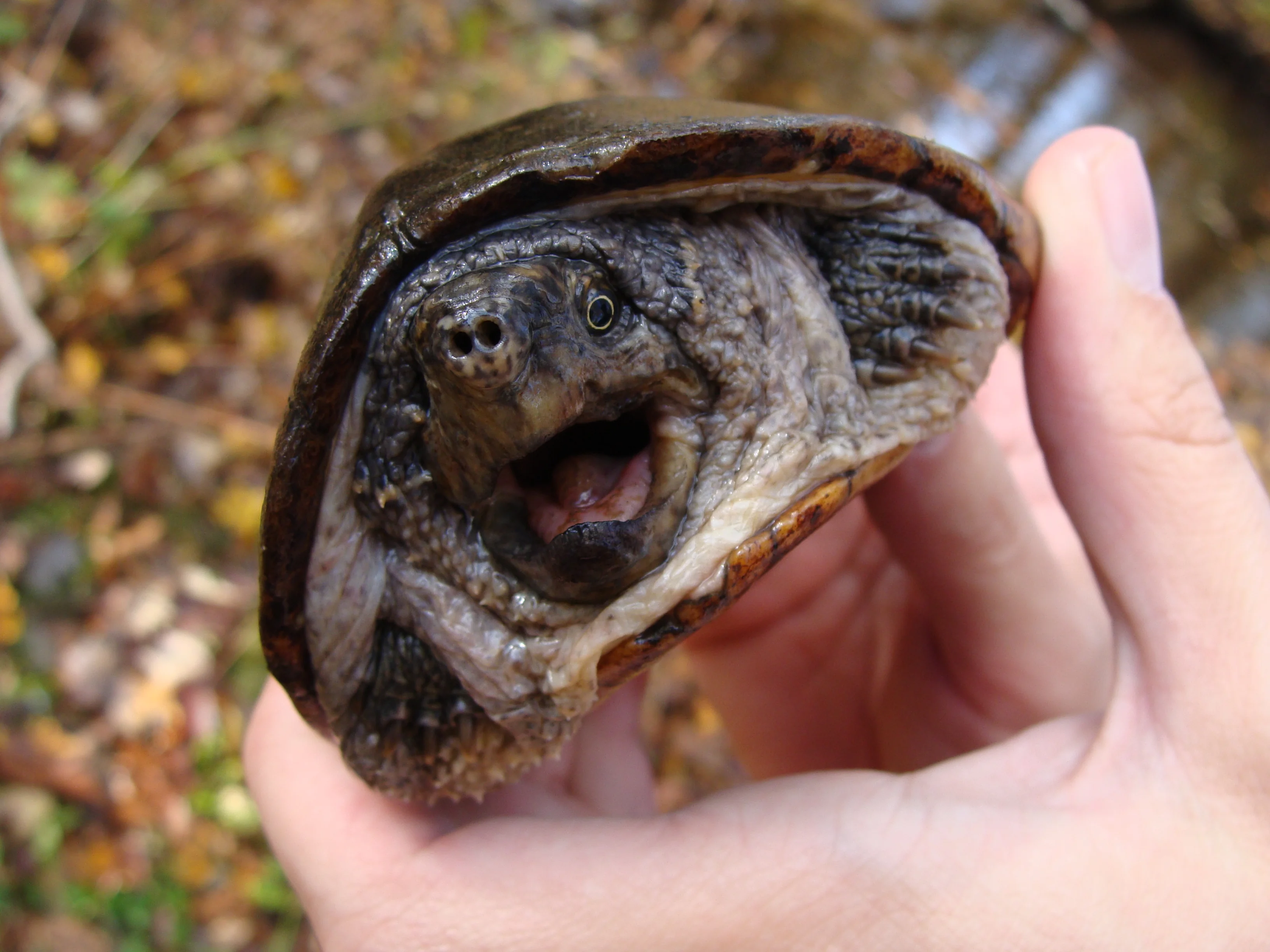 Common Musk Turtle (Sternotherus odoratus): Scent Defense and Life Beneath the Water featured image
