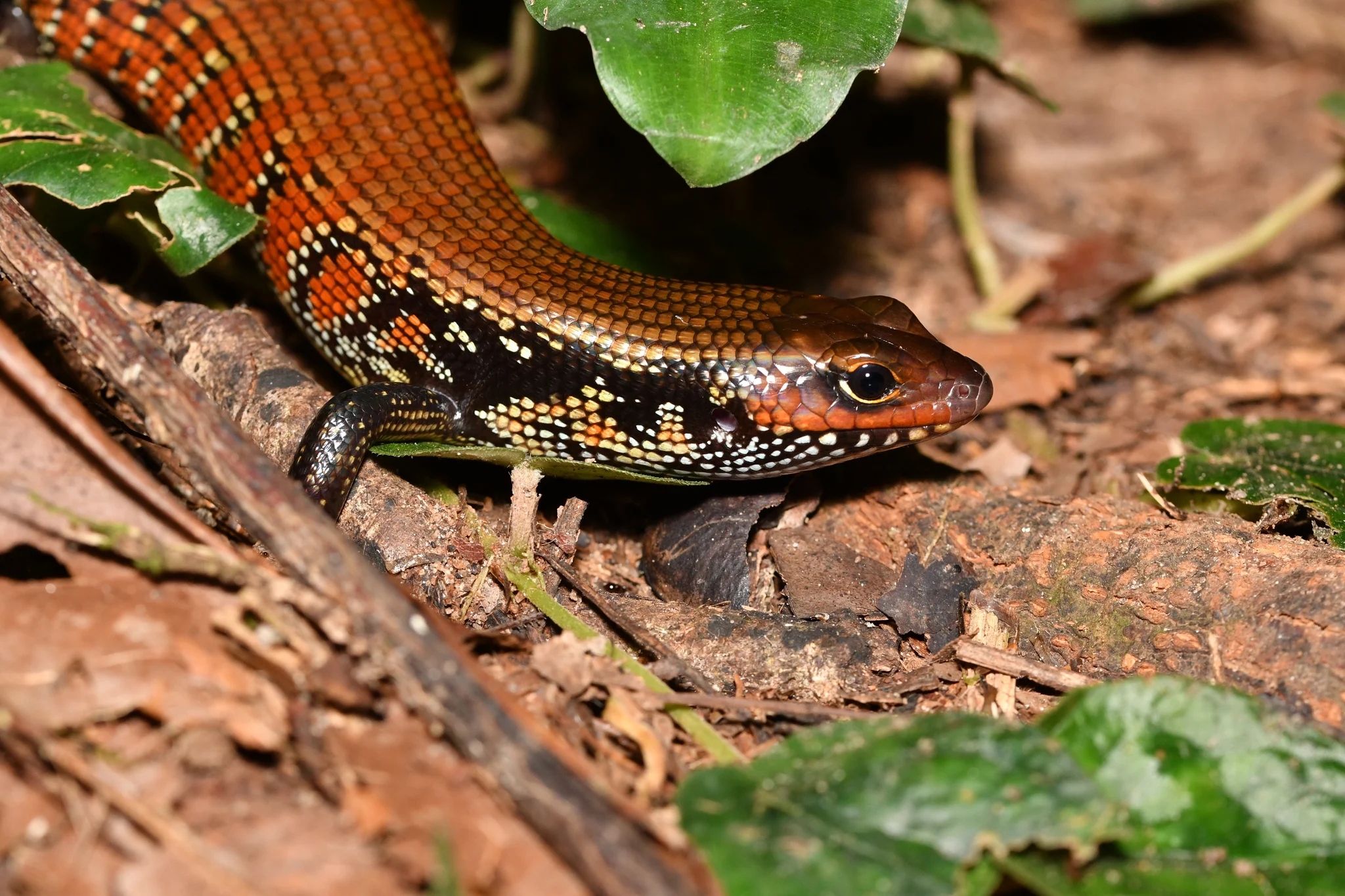 파이어스킨크 Mochlus fernandi — Cavally, Côte d'Ivoire