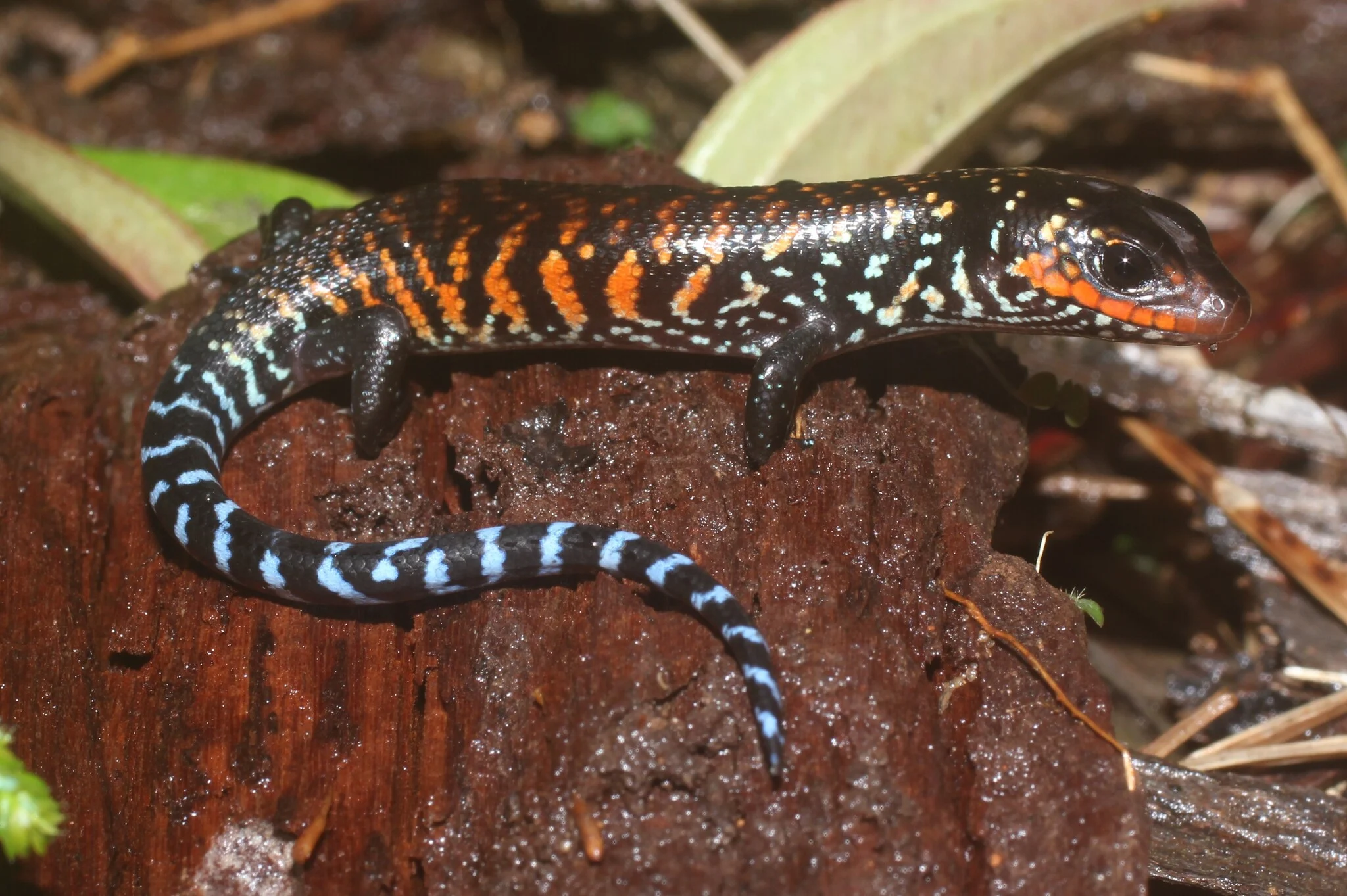 Fire Skink Care Guide: Building Deep Substrate and a Humidity Gradient featured image
