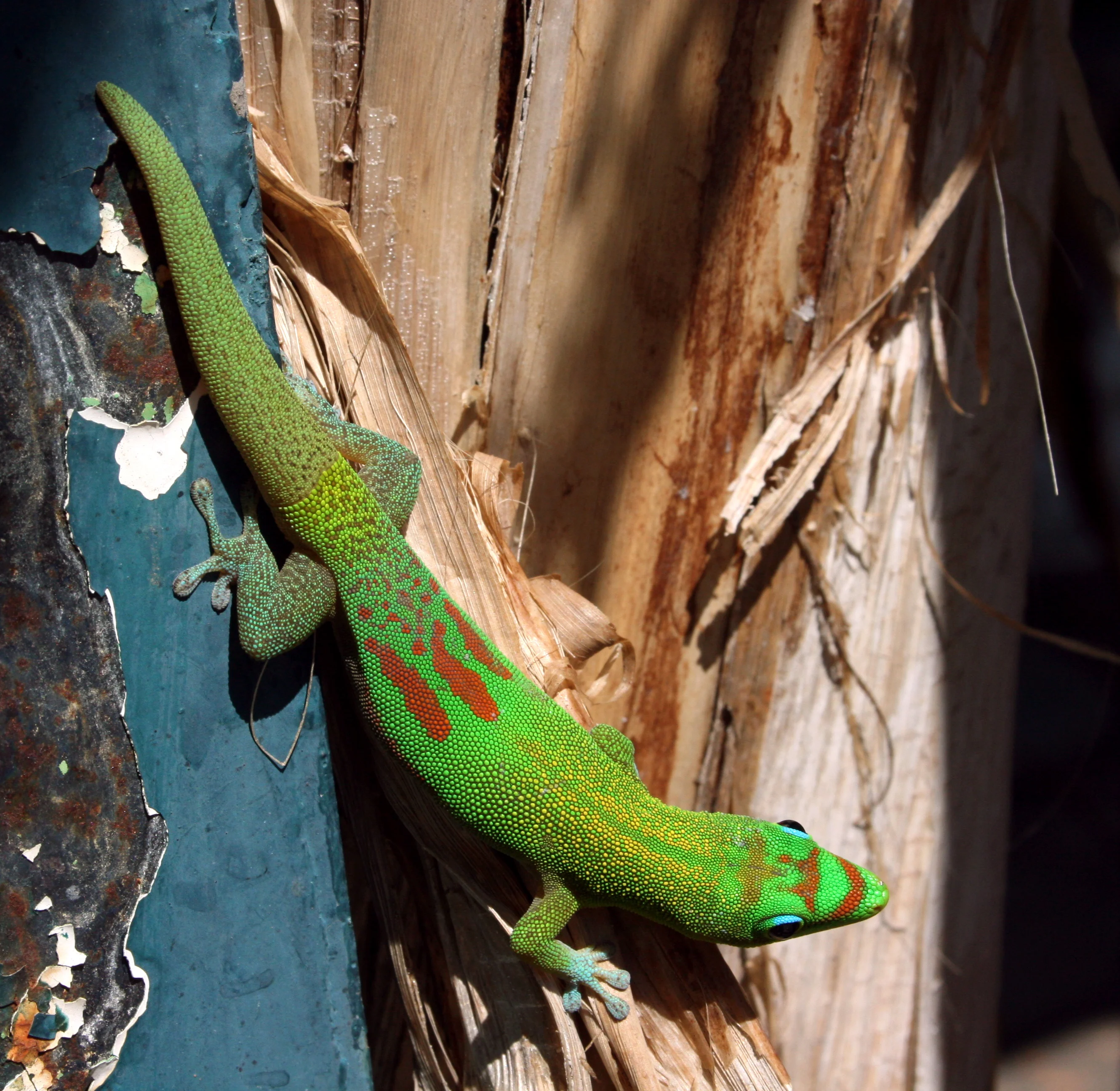 Gold Dust Day Gecko: The Green Acrobat Dusted with Gold