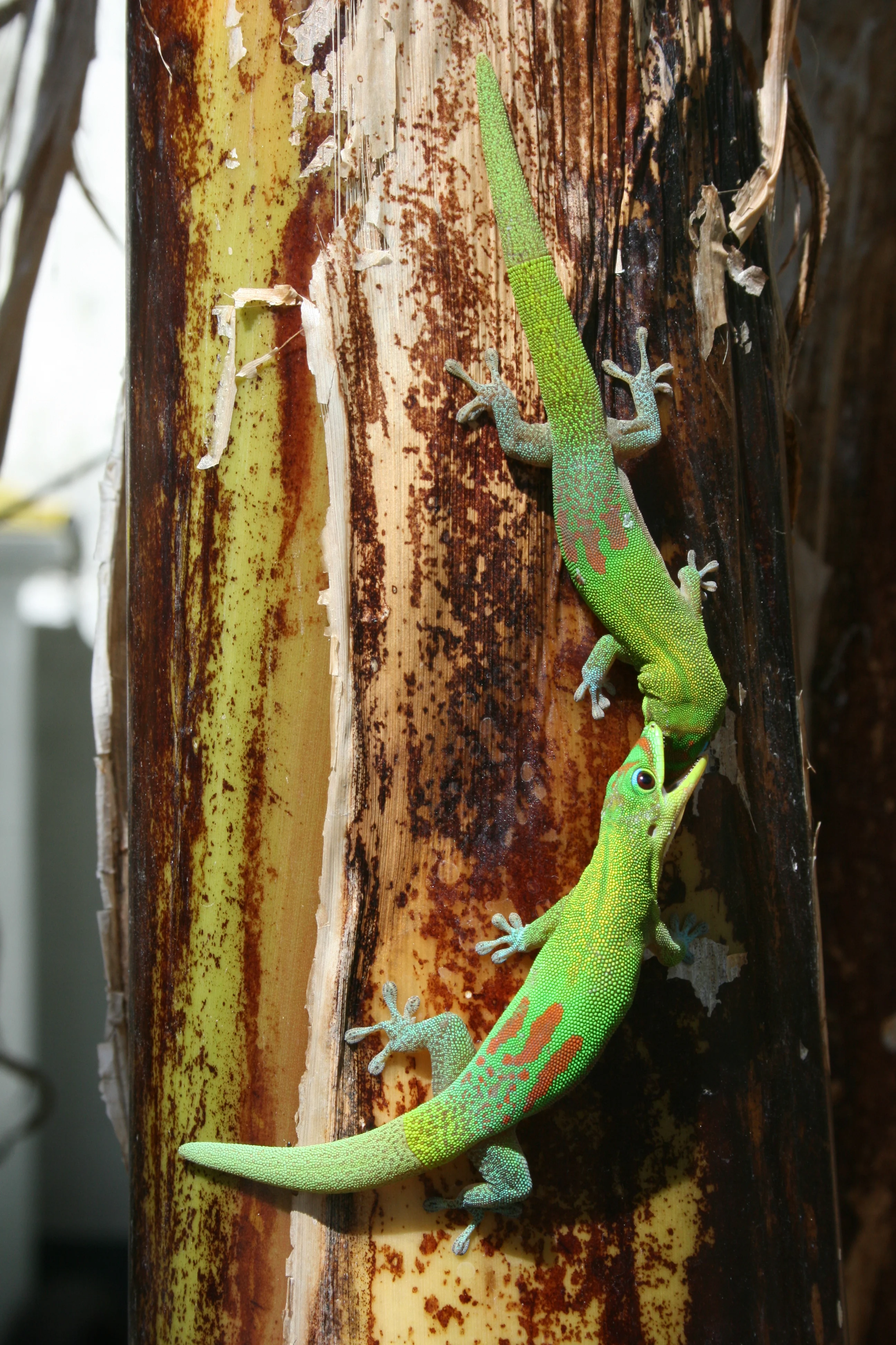 Gold Dust Day Gecko Care Guide: Vertical Space, Heat, UVB, Humidity, and Feeding
