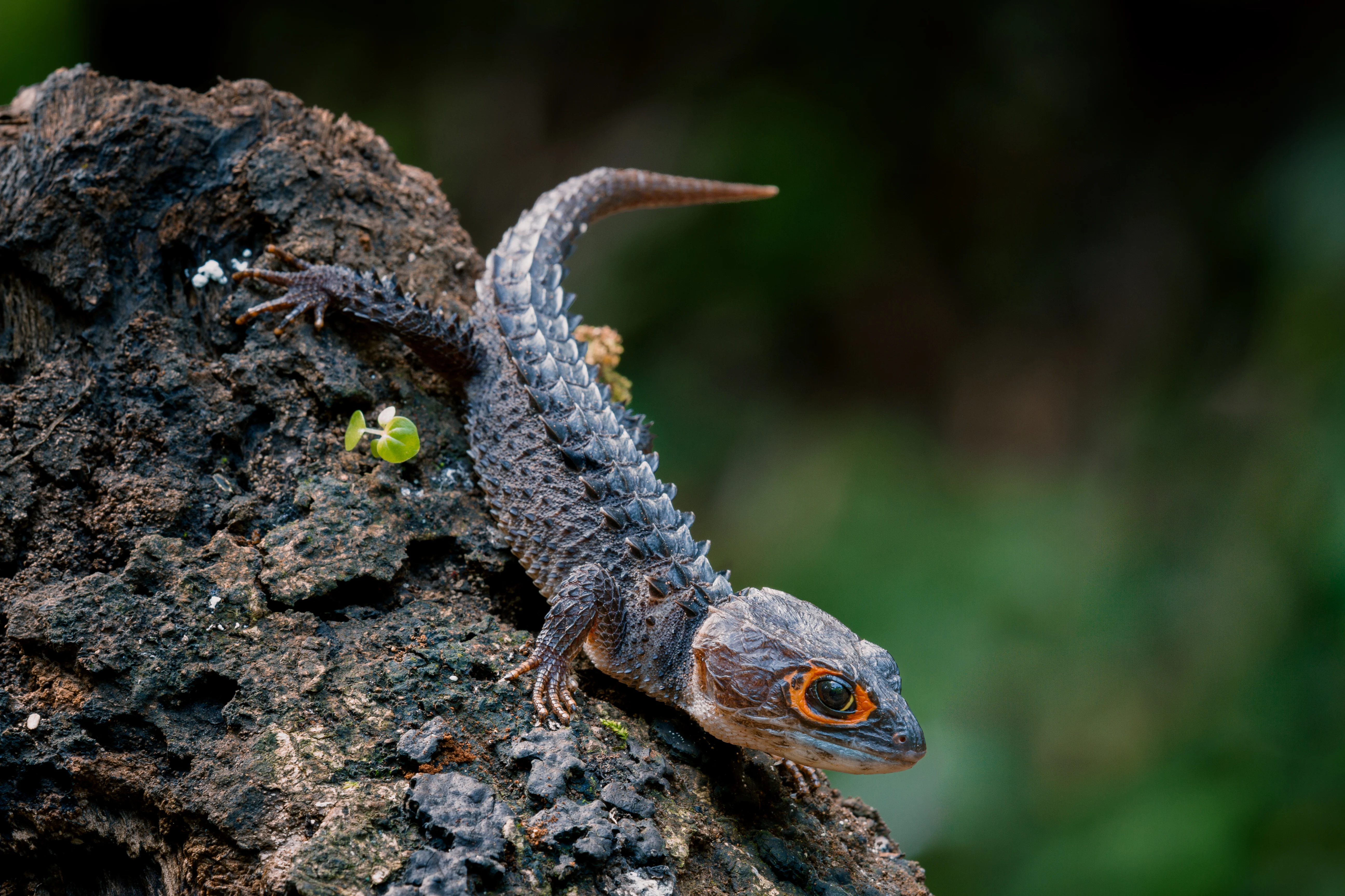 Red-Eyed Crocodile Skink: The Armored Lizard with Crimson Eyes featured image