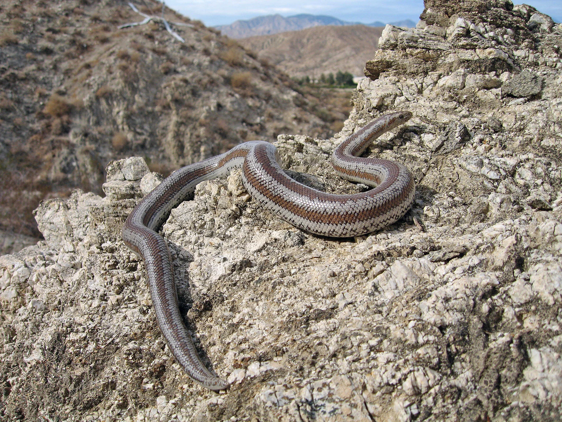 로지 보아 Rosy Boa Lichanura trivirgata