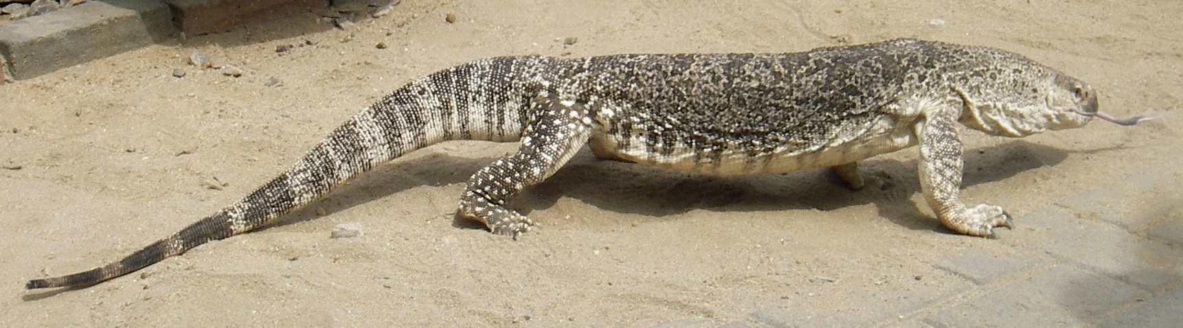 Savannah Monitor: The Ground-Dwelling Lizard That Feasts with the Rains featured image