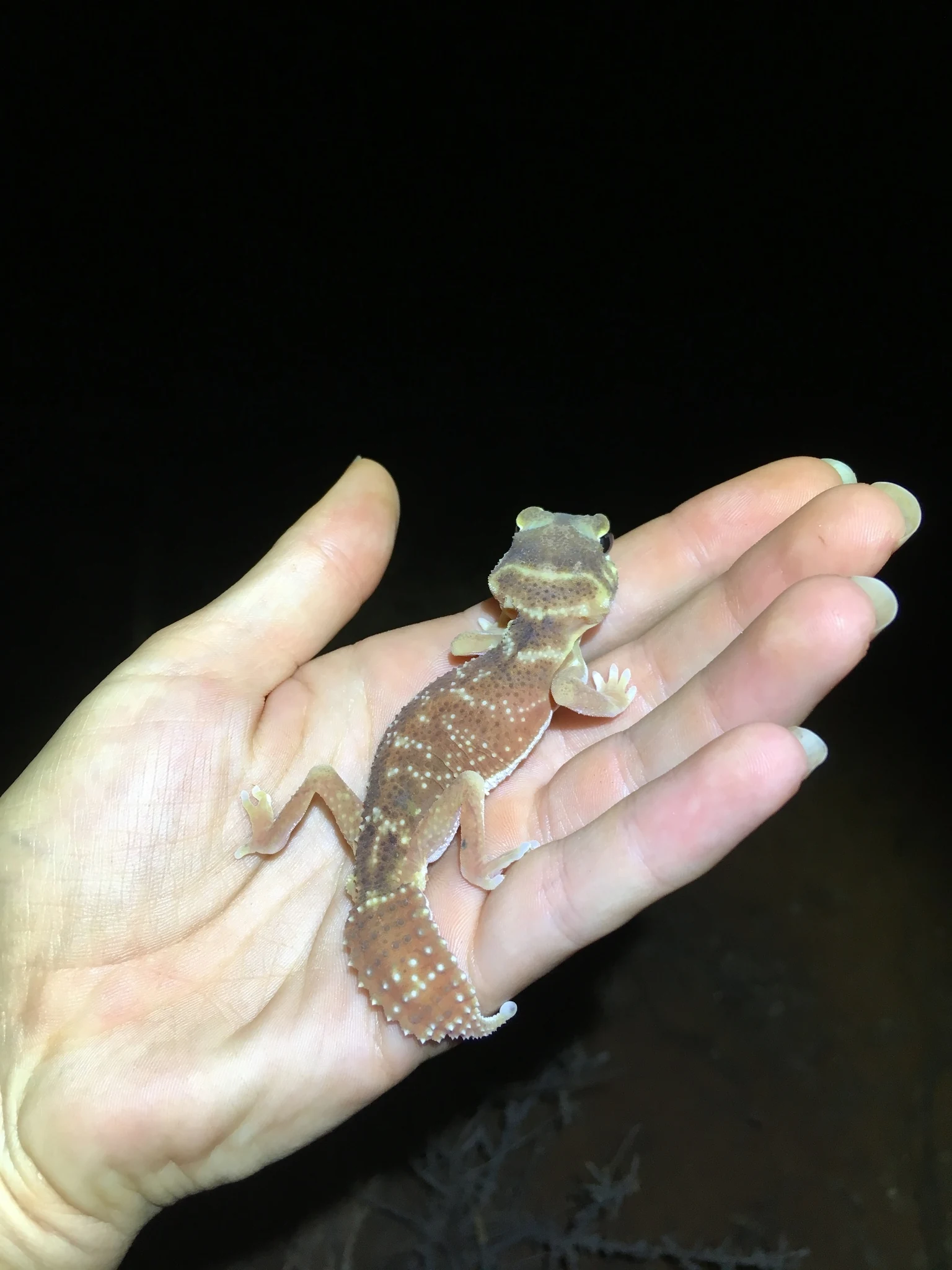 Smooth Knob-tailed Gecko Care Guide: Deep Sand and a Desert Night featured image