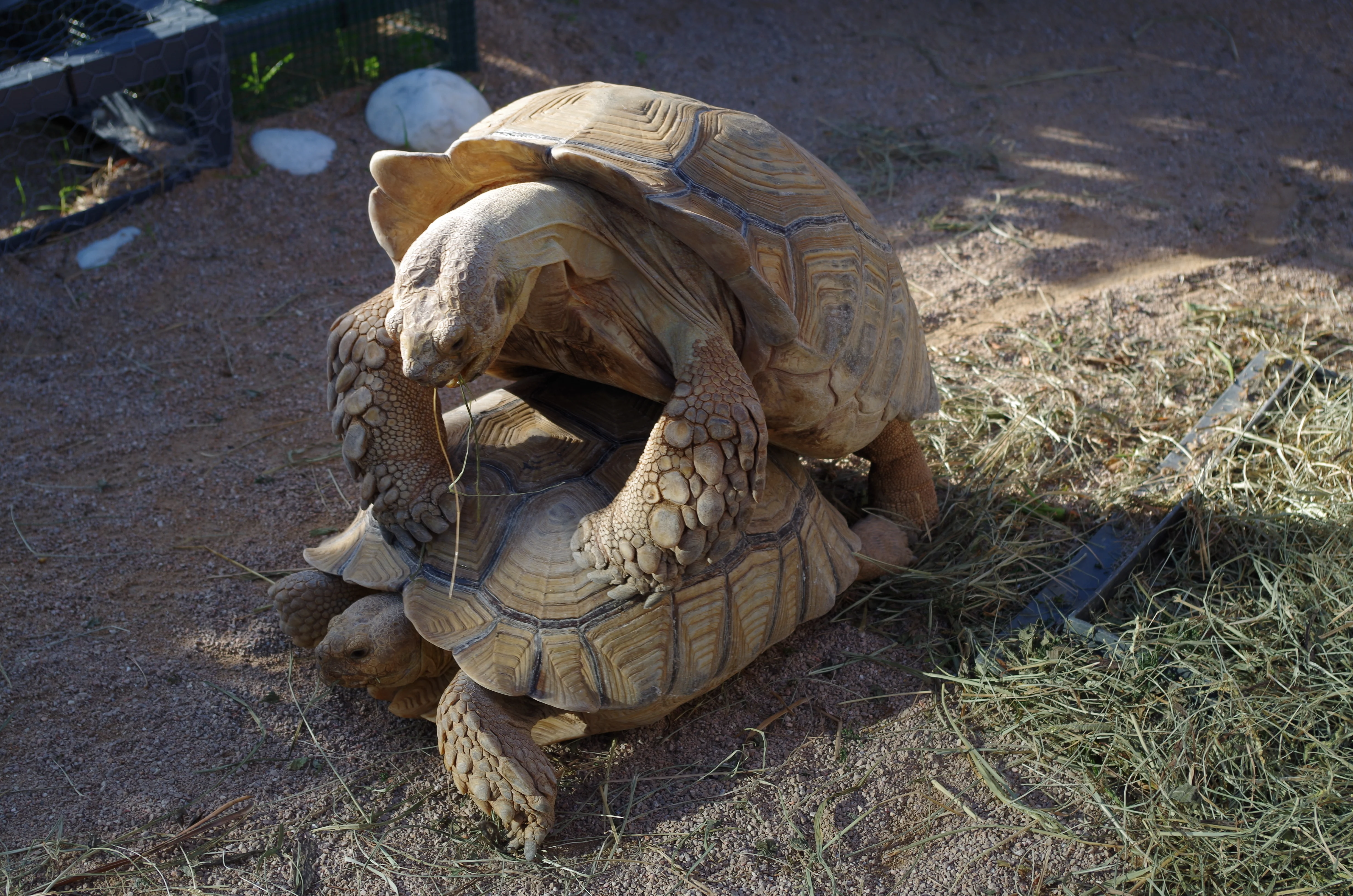 Sulcata Tortoise Care Guide: Space, Temperature, UVB, and High-Fiber Diet
