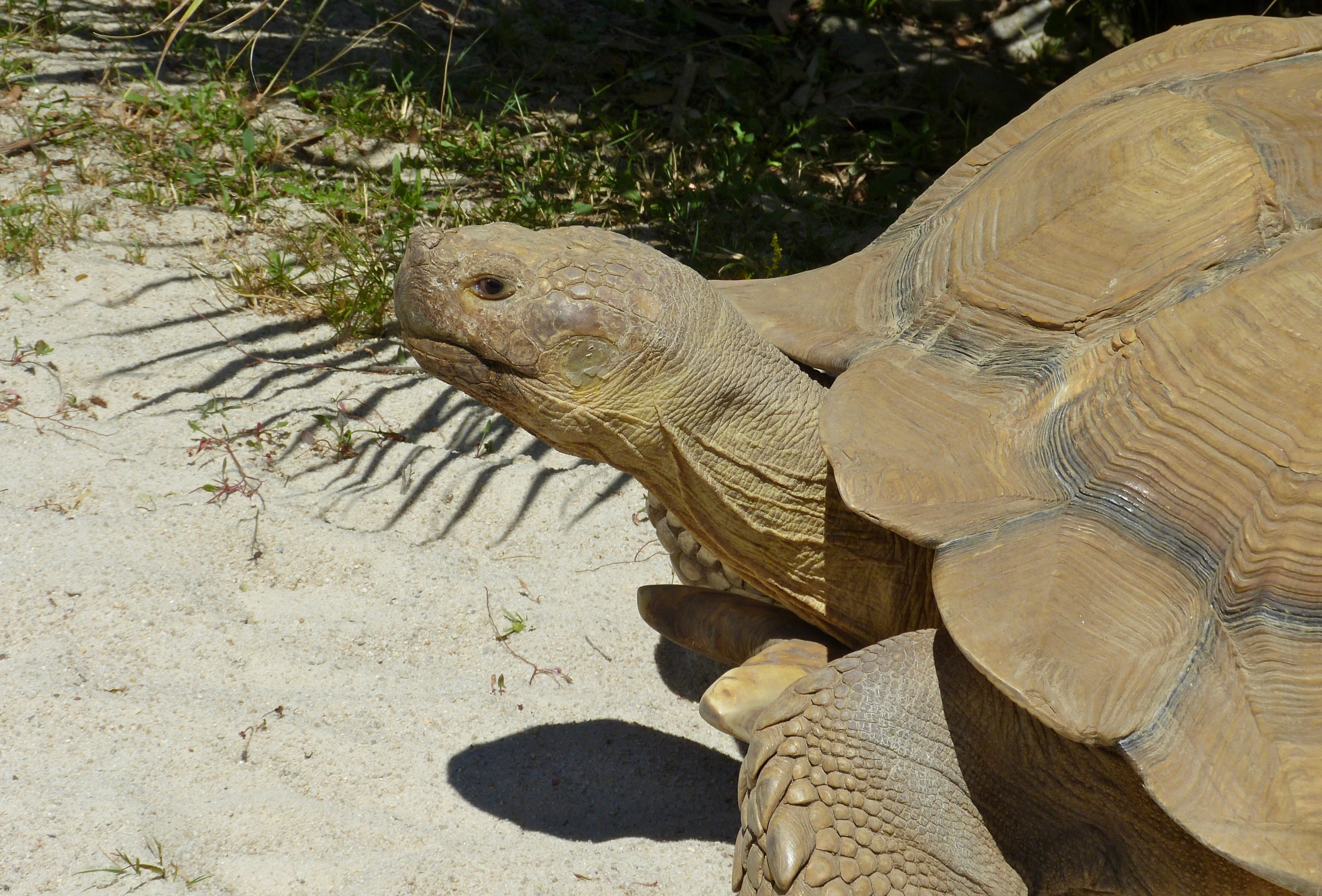 Sulcata Tortoise: The giant burrowing tortoise of the Sahel &mdash; African Spurred Tortoise (*Centrochelys sulcata*)