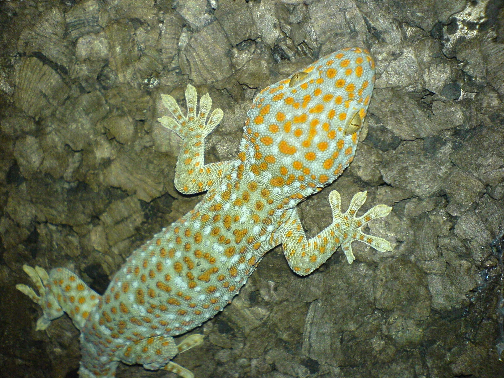 Tokay Gecko: The Calling Hunter with Adhesive Feet