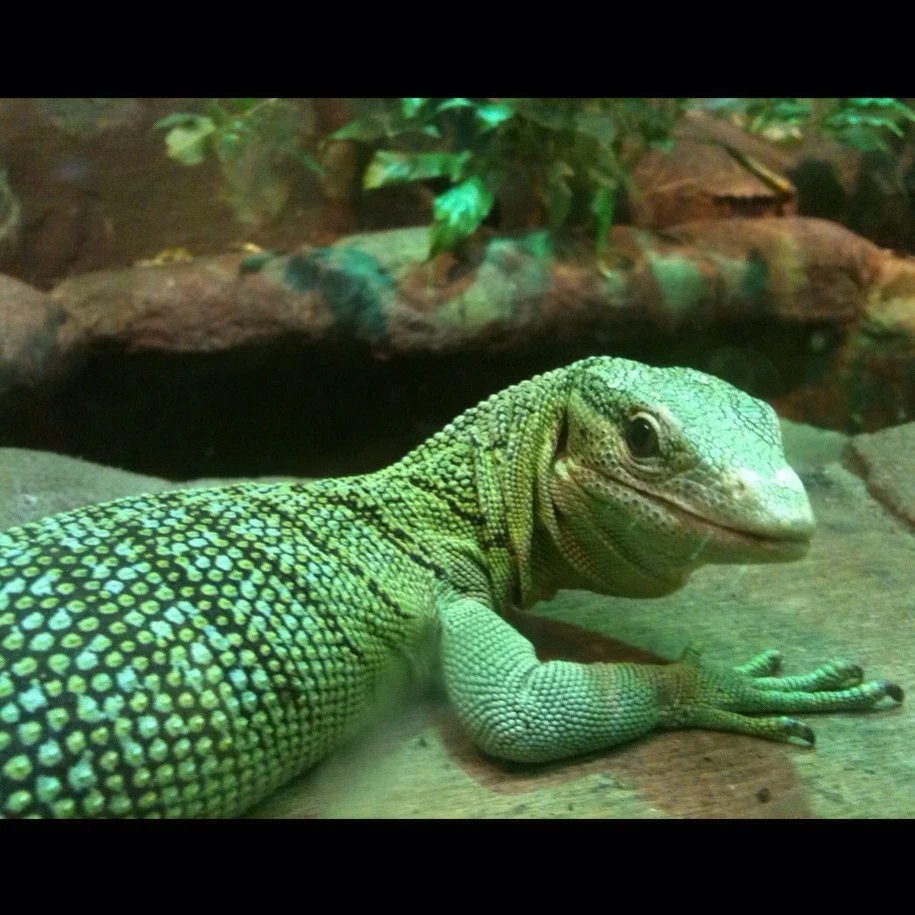 Emerald Tree Monitor: The Green Hunter with a Gripping Tail