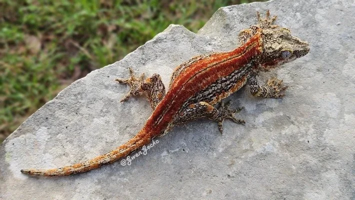 Gargoyle Gecko Morph & Genetics Atlas: 18 Core Traits and 43 Real Photographs