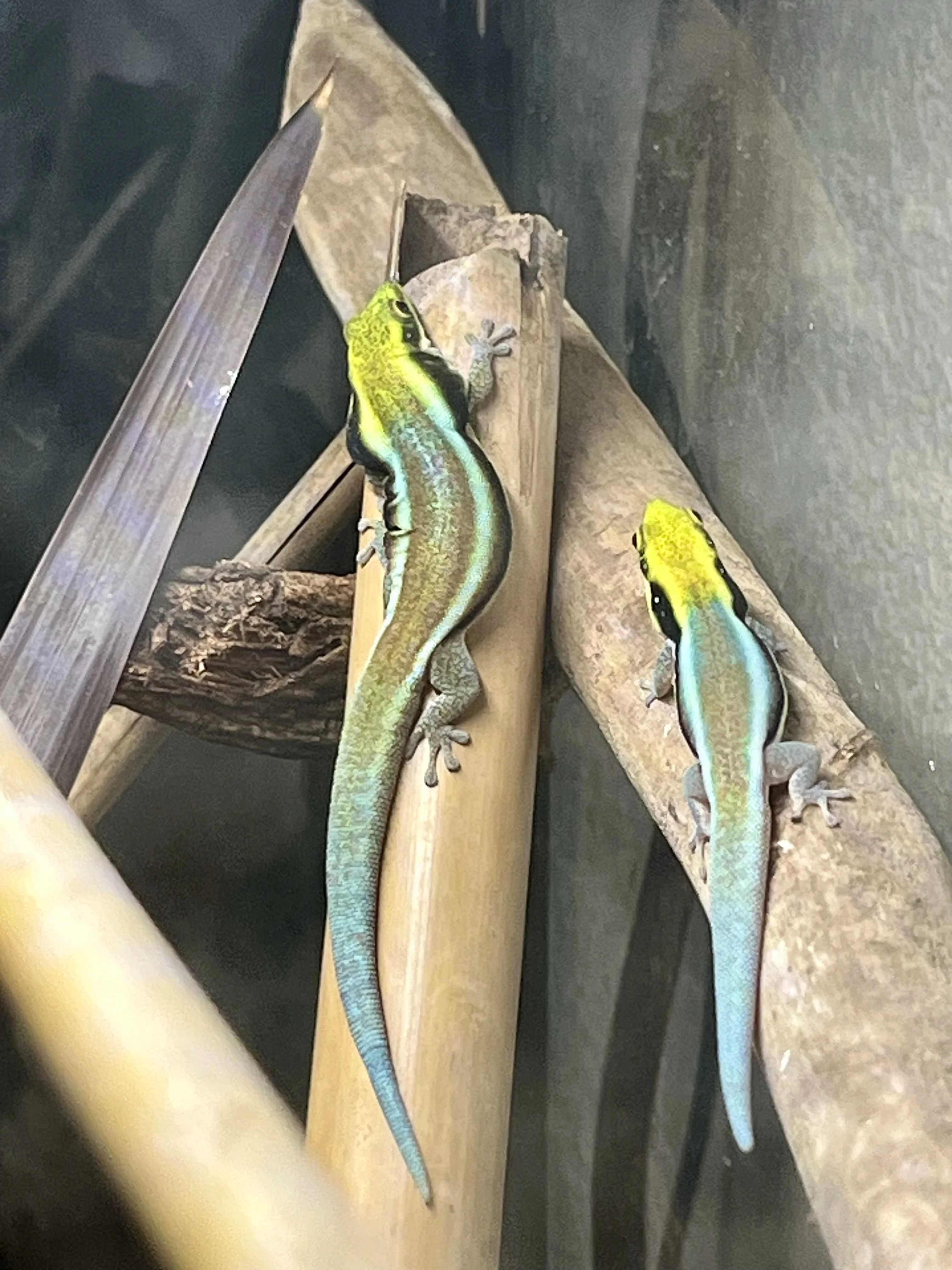 Neon Day Gecko Natural History Wiki: Madagascar’s Tiny Jewel of the Bamboo Forest