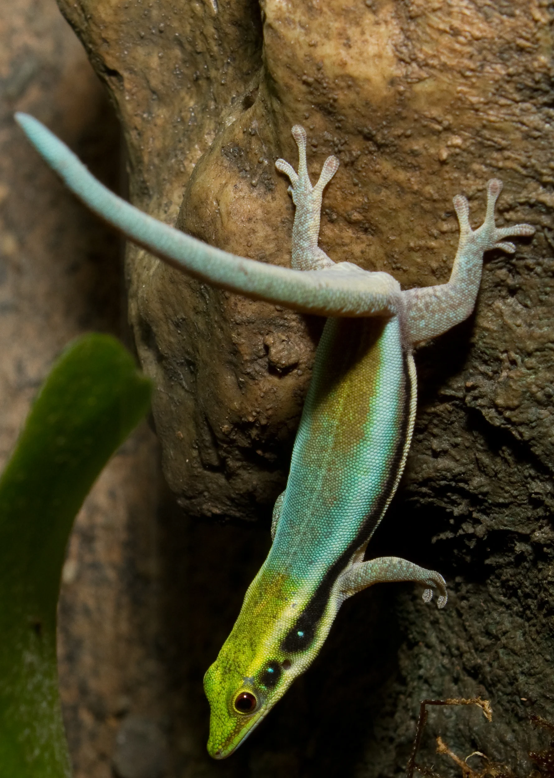 Neon Day Gecko Care Guide: Designing and Managing a Bright, Well-Ventilated Vertical Enclosure