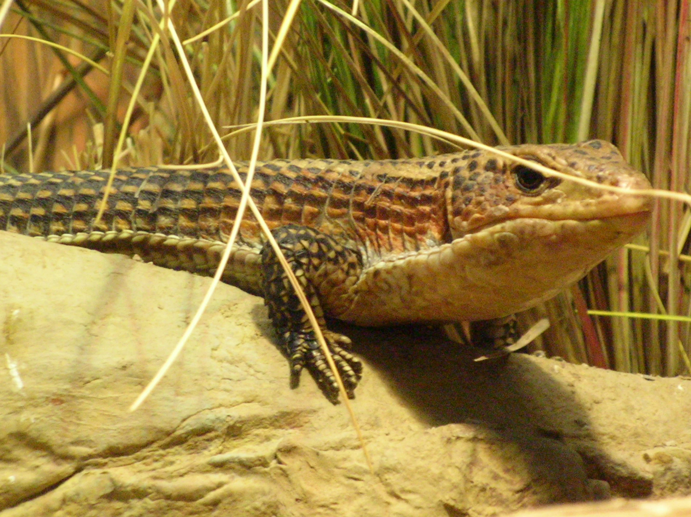 수단플레이트리자드 사육가이드: 온도·UVB·굴과 먹이 | Broadleysaurus major