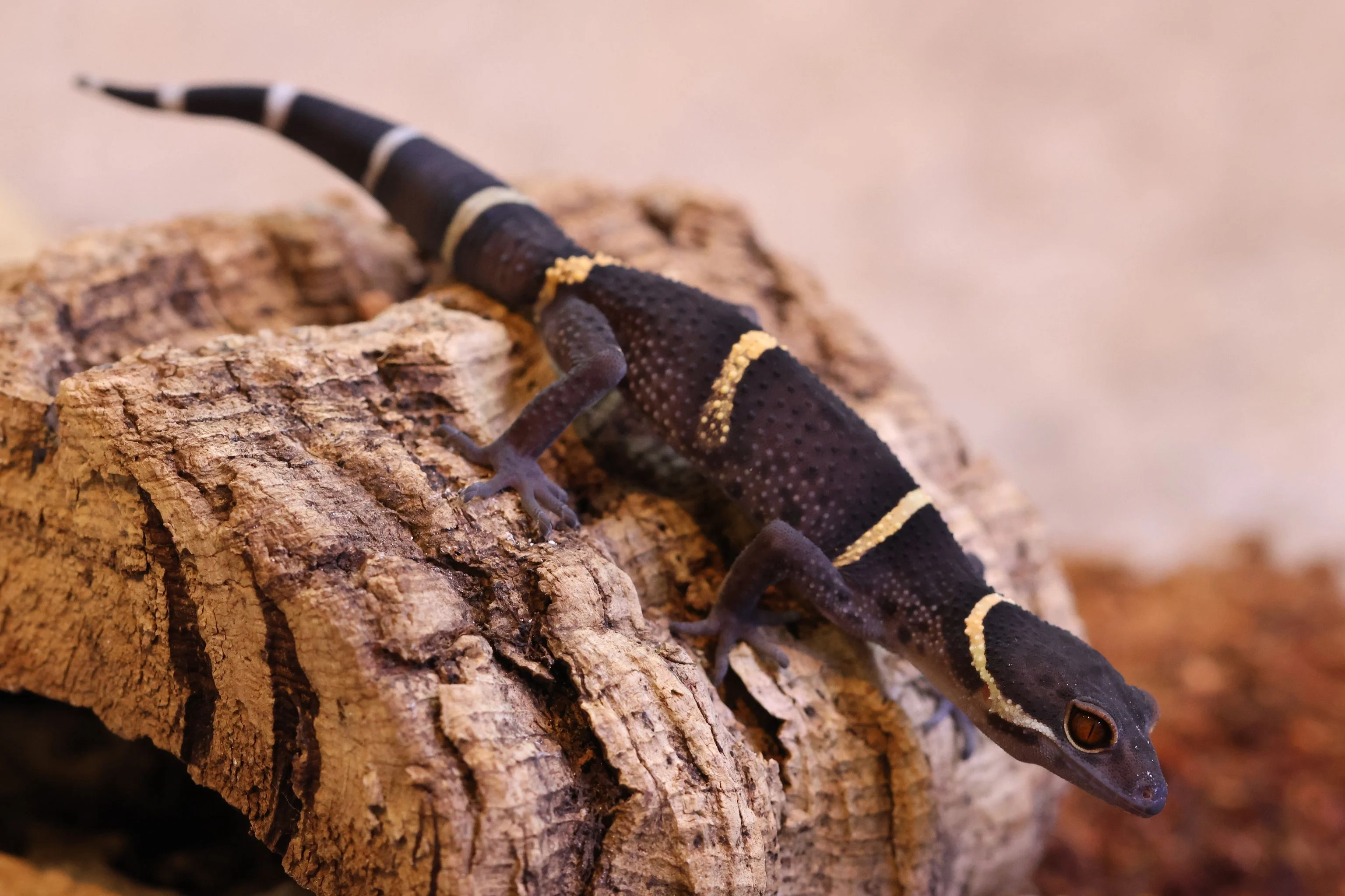Chinese Cave Gecko Care Guide: Cool Temperatures, Humidity Cycles and Hides featured image