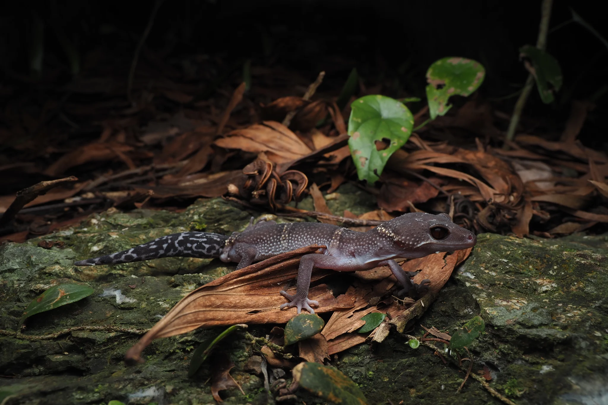 Chinese Cave Gecko: The Red-Eyed Gecko of Hainan&rsquo;s Night Forest featured image