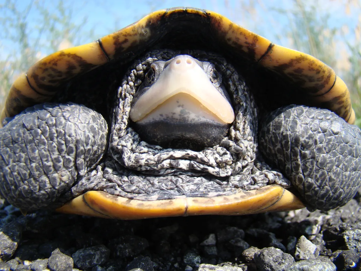 Adult Malaclemys terrapin with a patterned shell