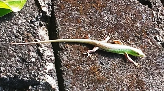 Emerald Tree Skink: The Green Island-Hopper That Crossed Seas featured image