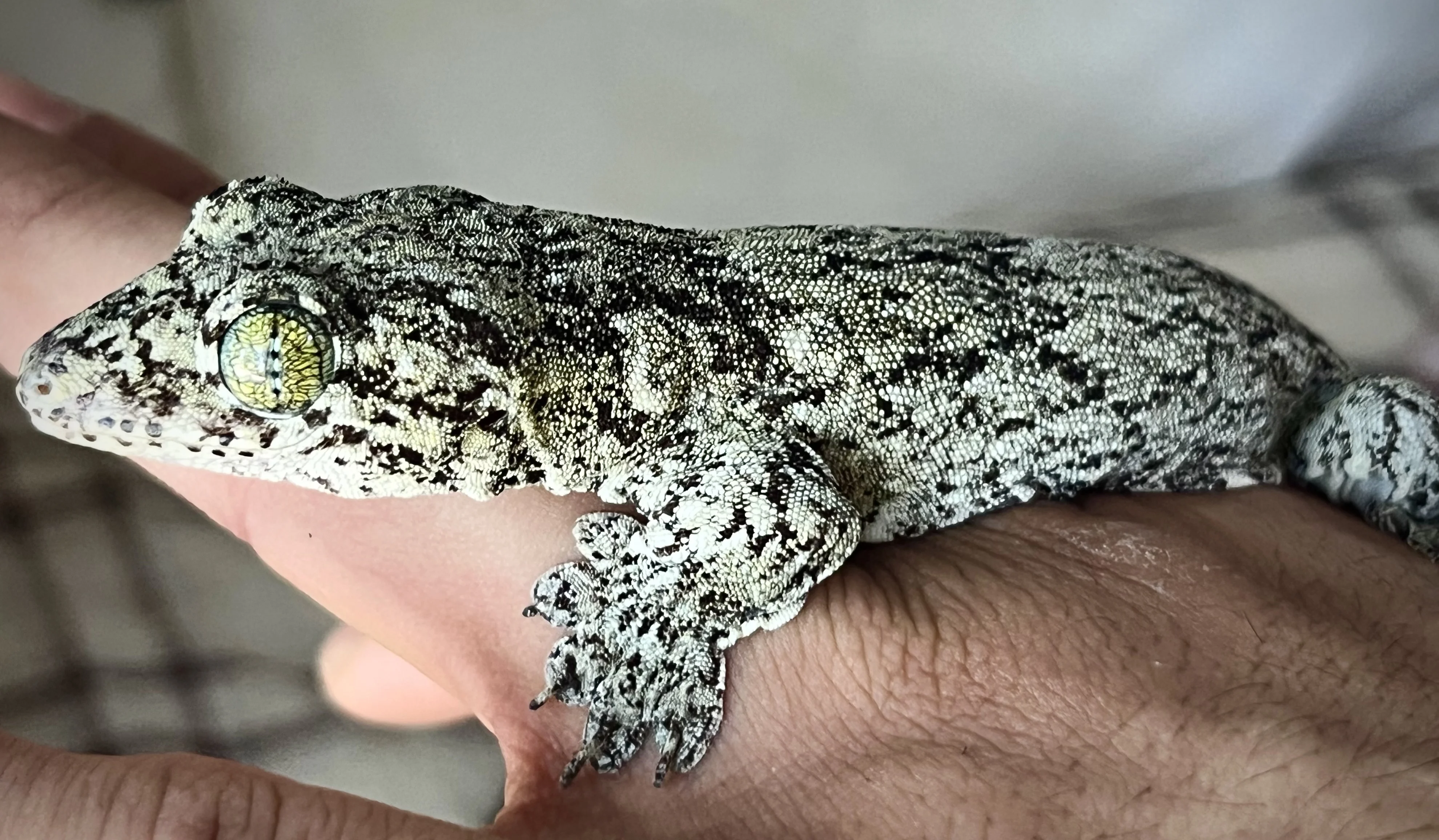 Halmahera Giant Gecko Care Guide: Vertical Space, Ventilated Humidity, and Skin-Safe Handling