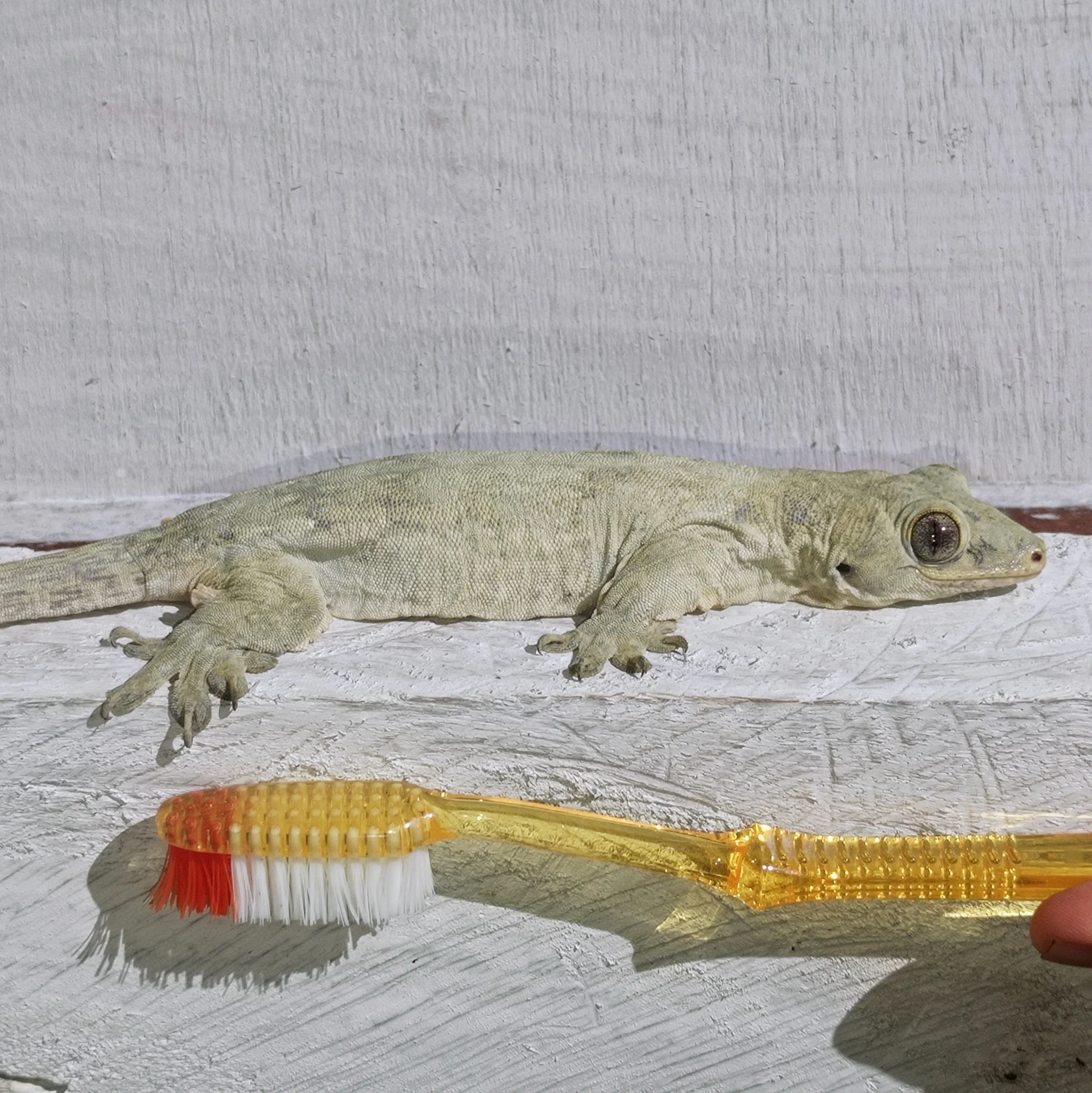 Halmahera Giant Gecko: The Moluccan Giant Removed from the New Guinea Map