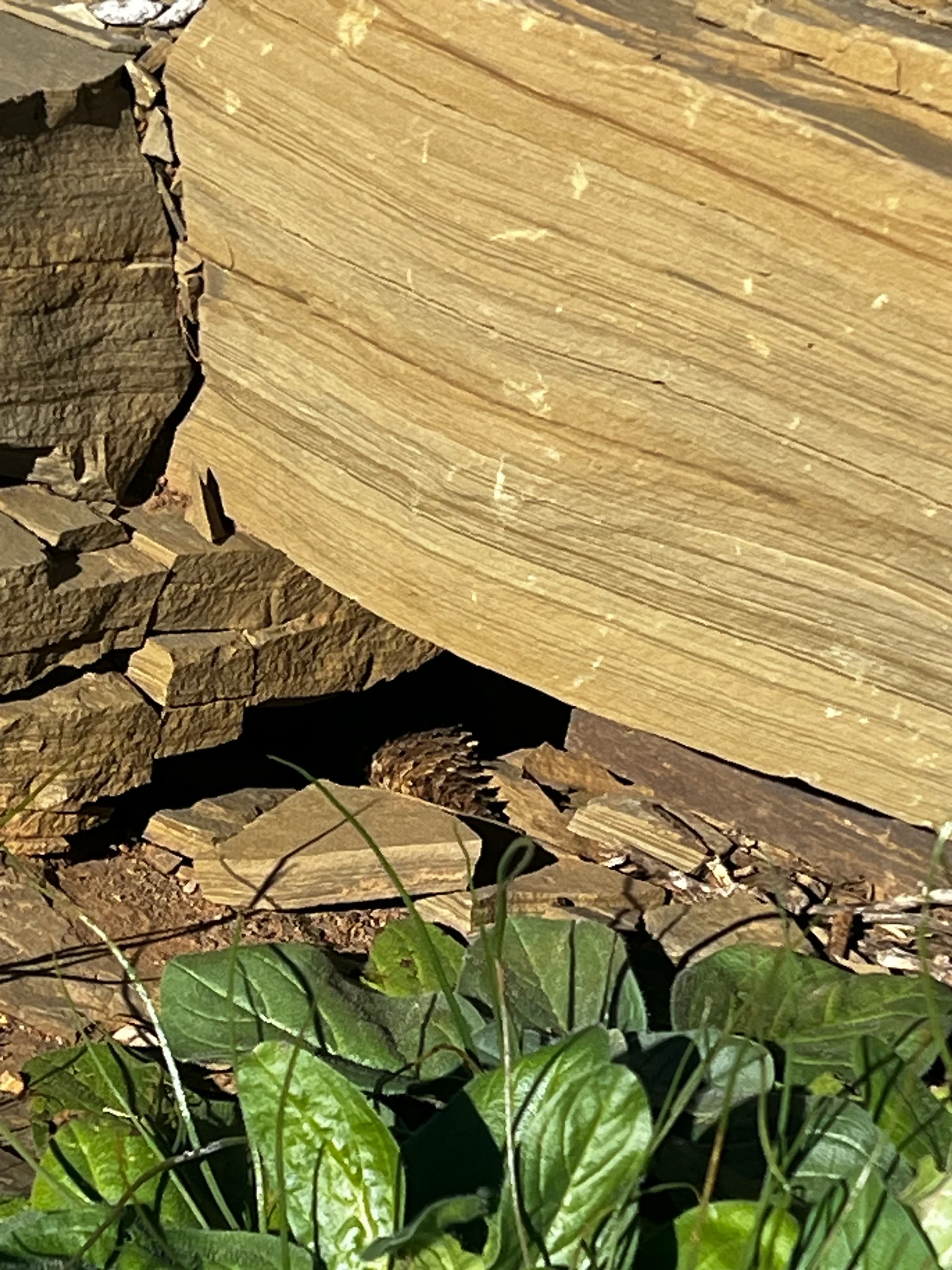 Gidgee Skink: The Rock-Dwelling Lizard with a Long-Lived Family