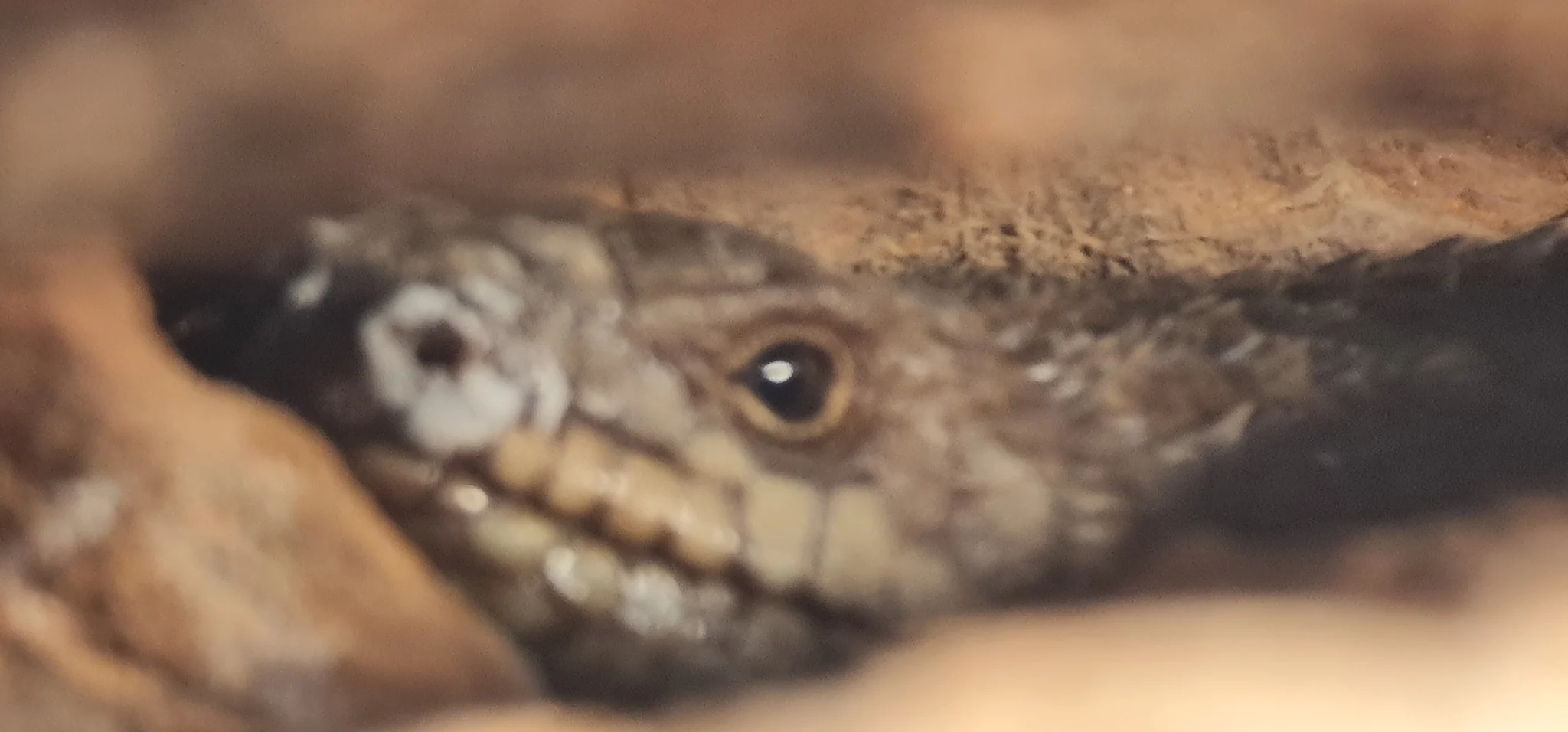 Gidgee Skink Care Guide: Crevices, Heat Gradients and Social Management