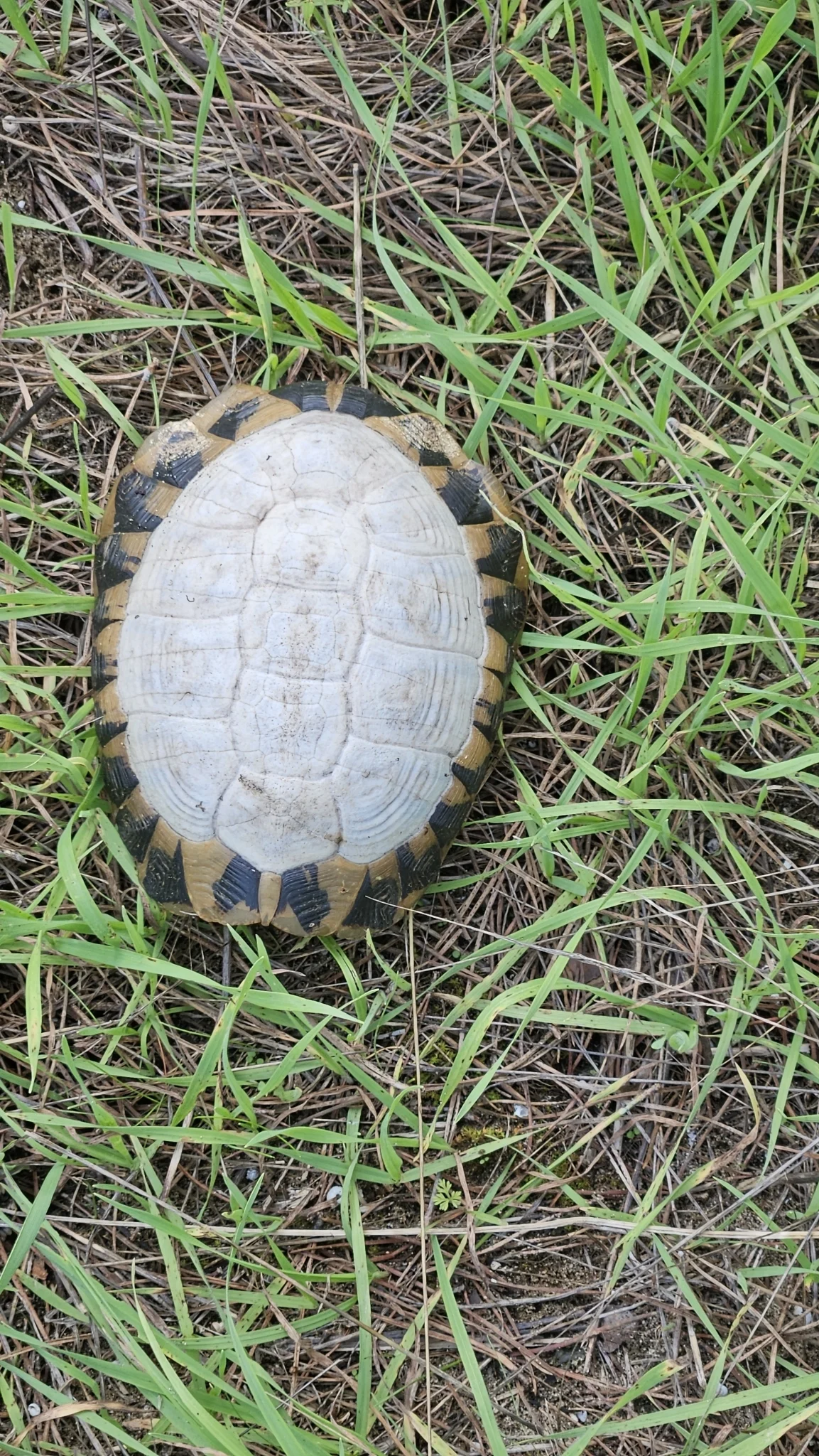 Rome, Italy에서 관찰된 헤르만 육지거북 Testudo hermanni