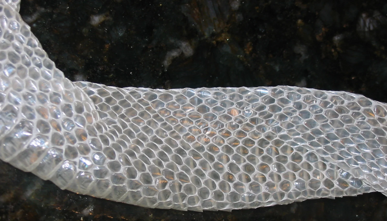 대서양 중앙아메리카 밀크스네이크 사육가이드: 온도·습도·먹이·건강 | Lampropeltis polyzona