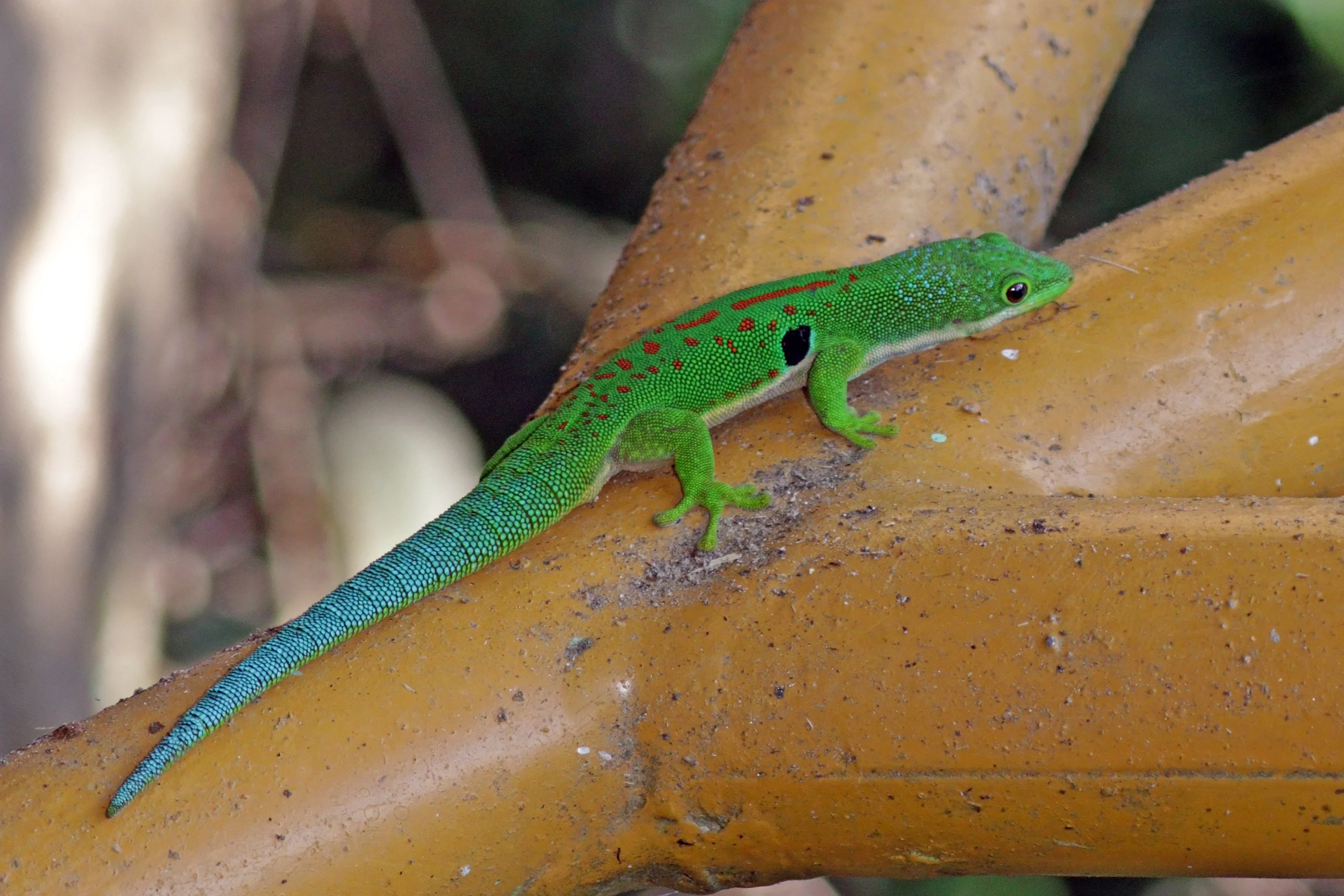 Peacock Day Gecko: The Four-Eyed Day Gecko of Madagascar's Eastern Forests