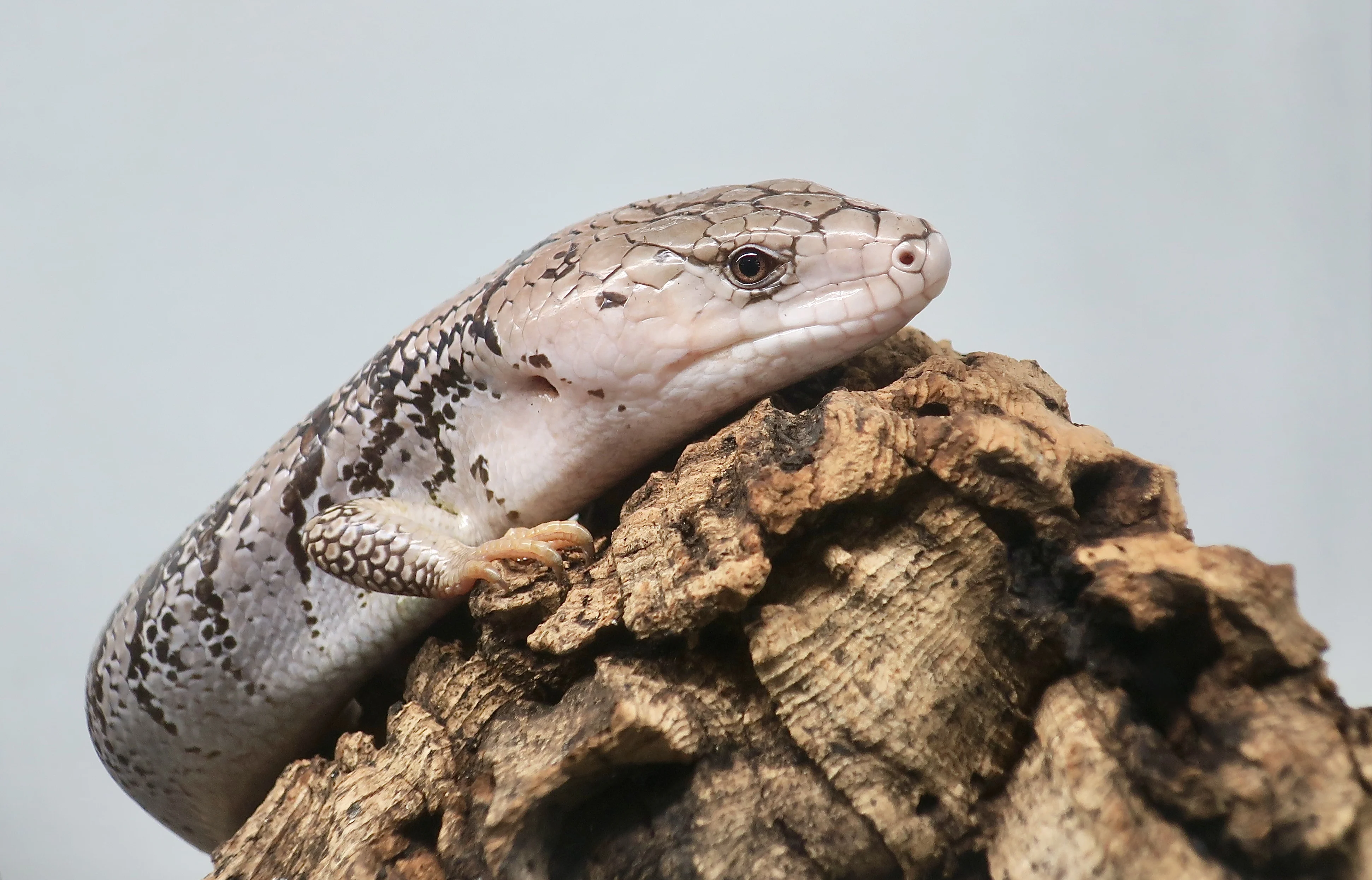 Pink-tongued Skink Natural History Wiki: The Pink-tongued Forest Climber That Crushes Snail Shells