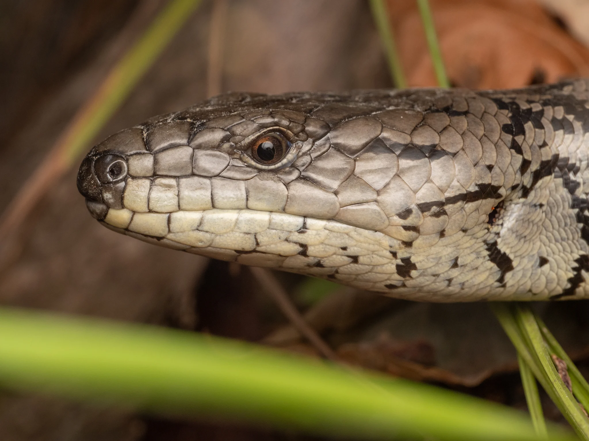 Pink-tongued Skink Care Guide: Snail-Based Diet, Humidity Cycles, and Climbing Space