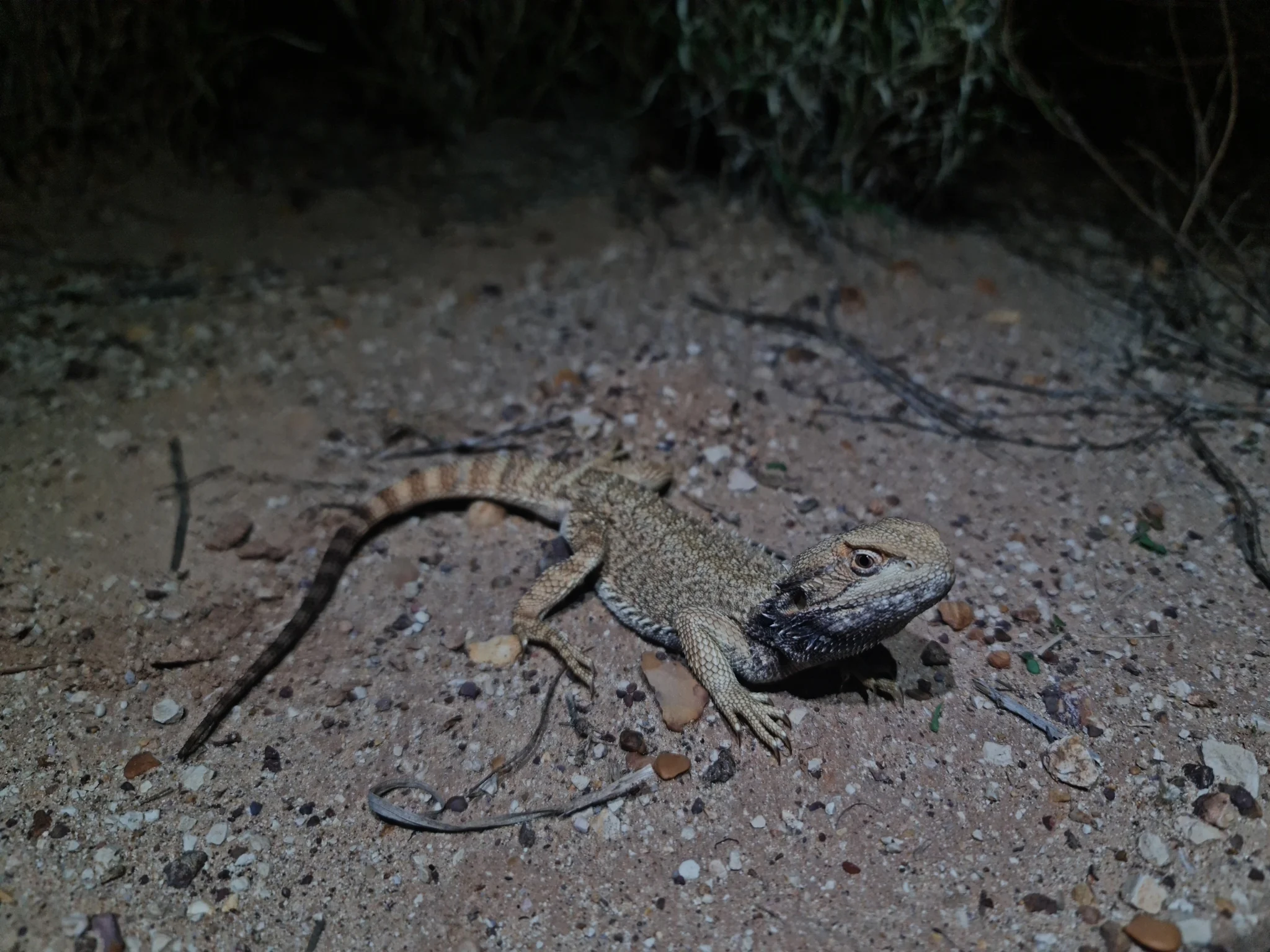 호주 퀸즐랜드의 야생 랜킨스드래곤 Pogona henrylawsoni