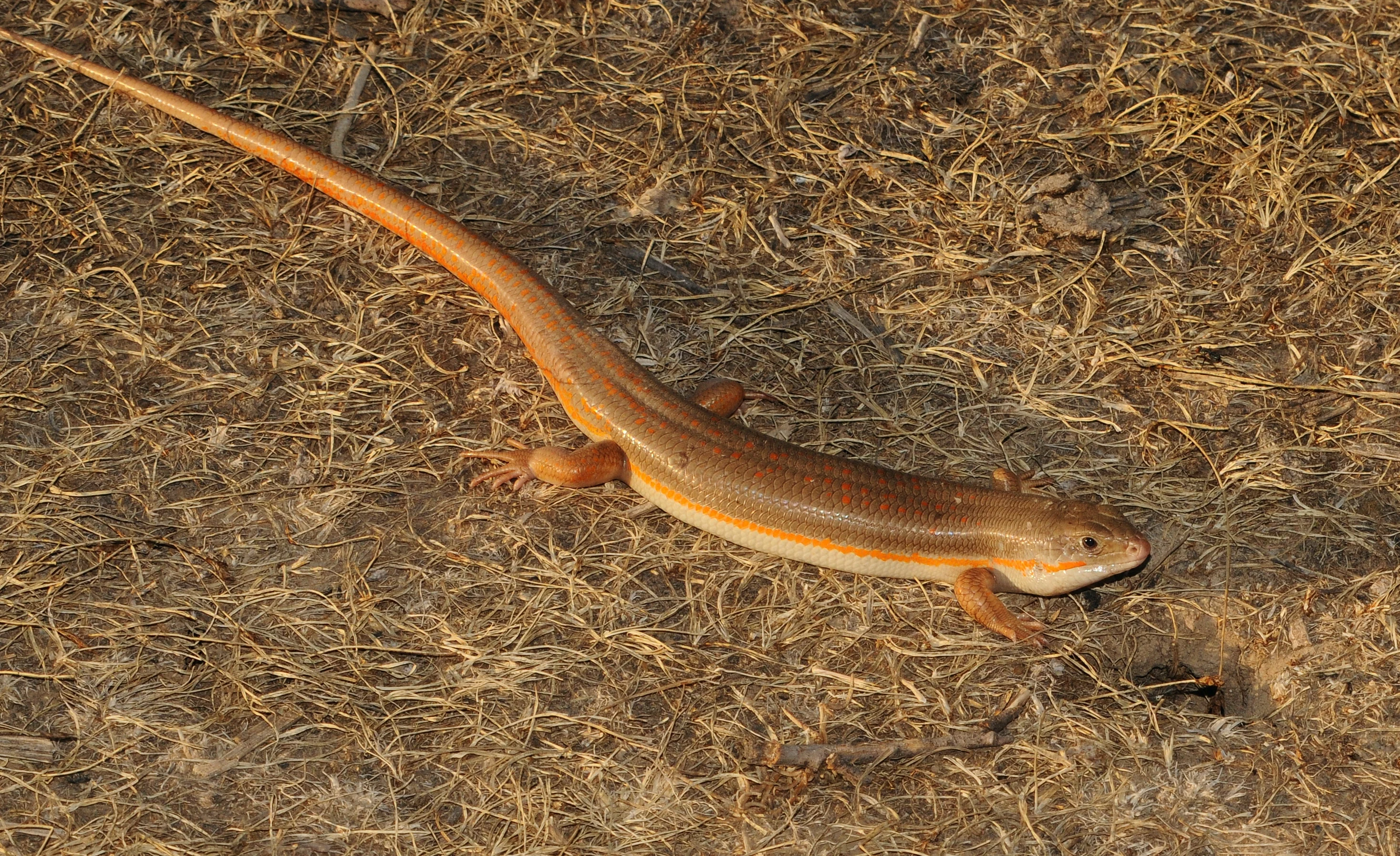 Schneider&rsquo;s Skink: The Orange-spotted Burrower of Desert Margins